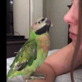 Lost Mustached / Moustached Parakeet