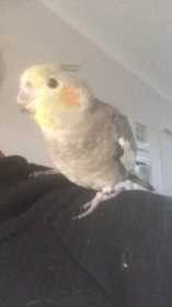 Lost Cockatiel