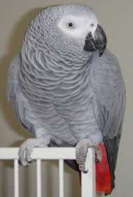 Lost African Grey