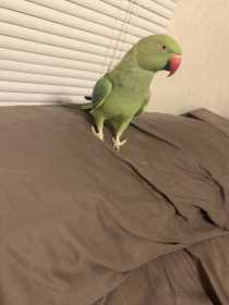 Lost Indian Ringneck Parakeet