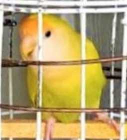 Lost Lovebird