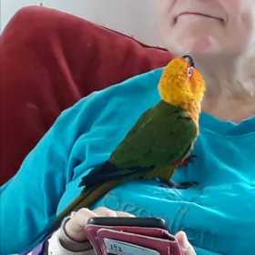 Lost Conure