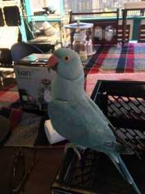 Lost Indian Ringneck Parakeet