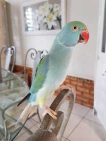 Lost Indian Ringneck Parakeet