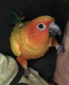 Lost Conure