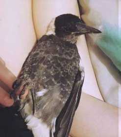 Lost Magpie