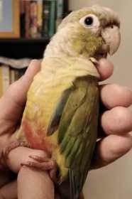 Lost Conure