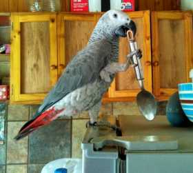 Lost African Grey