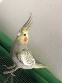 Lost Cockatiel