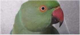 Lost Indian Ringneck Parakeet