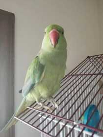 Lost Indian Ringneck Parakeet