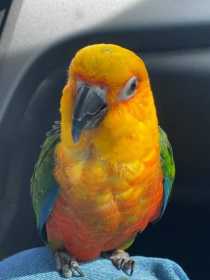 Lost Conure