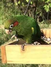 Lost Conure