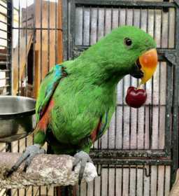 Lost Eclectus