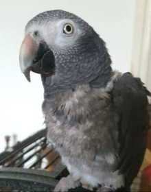 Lost African Grey