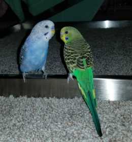 Lost Parakeet