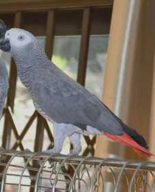 Lost African Grey