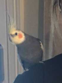 Lost Cockatiel