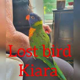 Lost Lory / Lorikeet