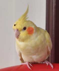 Lost Cockatiel