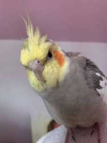 Lost Cockatiel