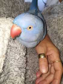 Lost Indian Ringneck Parakeet