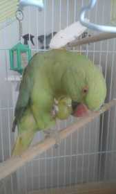 Lost Rose Ringed Parakeet