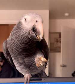 Lost African Grey