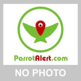 Lost Lineolated Parakeet