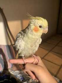 Lost Cockatiel