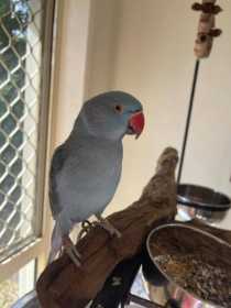 Lost Indian Ringneck Parakeet