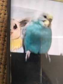 Lost Budgerigar