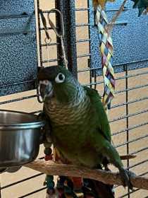 Lost Conure