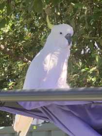 Lost Cockatoo