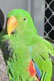 Lost Eclectus