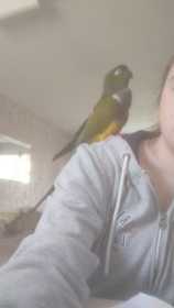 Lost Conure