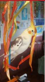 Lost Cockatiel