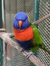 Lost Lory / Lorikeet