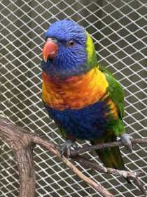 Lost Lory / Lorikeet