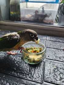 Lost Conure