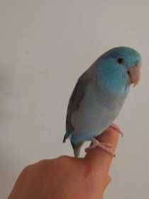 Lost Parrotlet