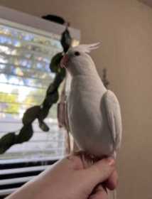 Lost Cockatiel