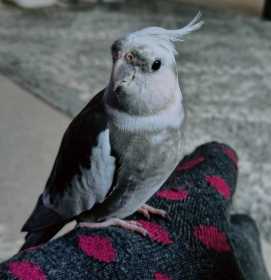 Lost Cockatiel