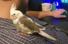 Lost Cockatiel