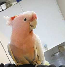 Lost Major Mitchell Cockatoo