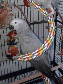 Lost African Grey