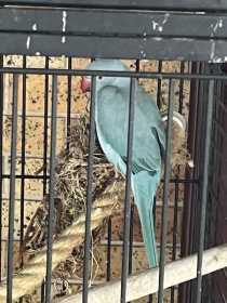 Lost Indian Ringneck Parakeet