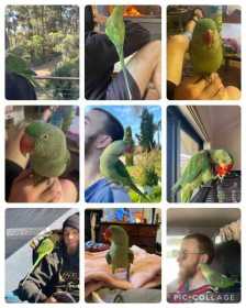 Lost Alexandrine