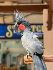 Lost Black Cockatoo