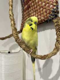 Lost Budgerigar